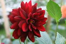 Dahlia Arabian Night